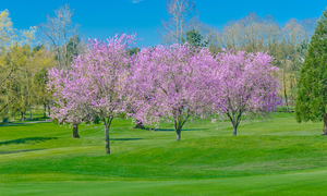茨城県で春にお花見ができる桜のきれいなゴルフ場特集