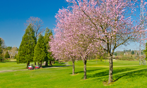 千葉県で春にお花見ができる桜のきれいなゴルフ場特集