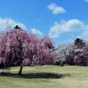 兵庫県で春にお花見ができる桜のきれいなゴルフ場特集