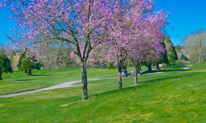 神奈川県で春にお花見ができる桜のきれいなゴルフ場特集