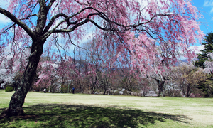 三重県で春にお花見ができる桜のきれいなゴルフ場特集