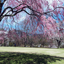 三重県で春にお花見ができる桜のきれいなゴルフ場特集