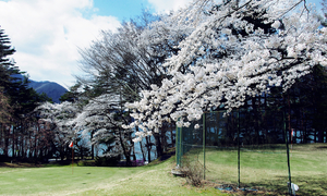 岐阜県で春にお花見ができる桜のきれいなゴルフ場特集